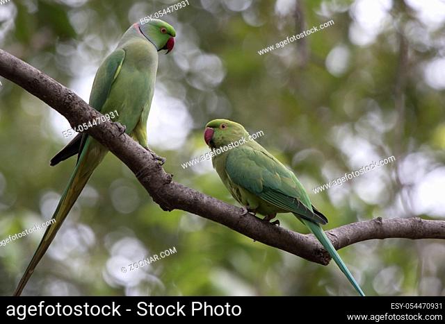male and female rose-ringed parakeet who perform marriage dances near hollows in a tree