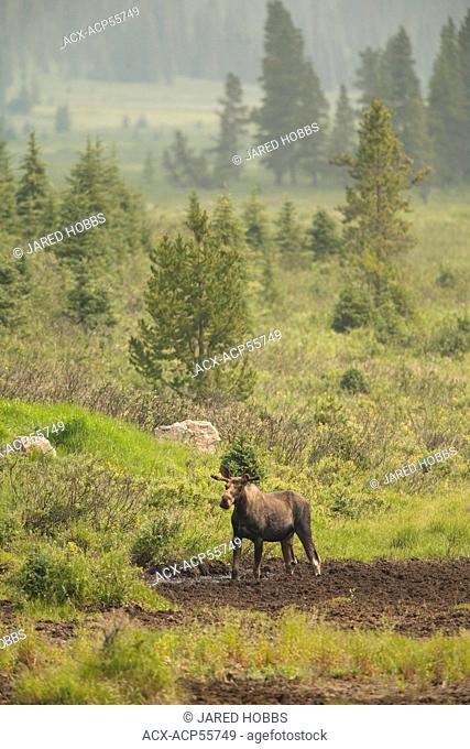 Moose, Alces alces, Rocky Mountains, Alberta, Canada