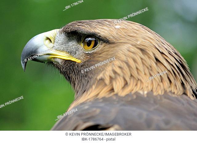 Portrait, Golden Eagle (Aquila chrysaetos)
