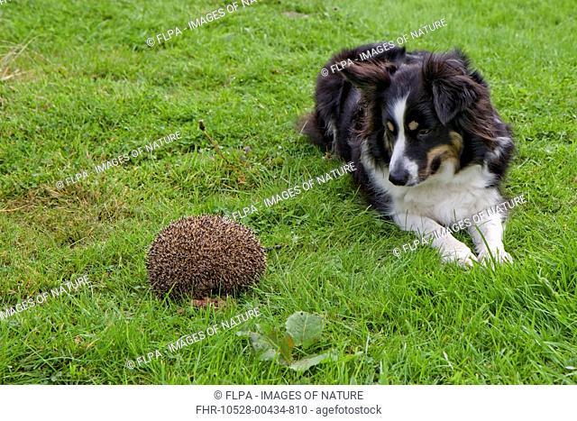 European Hedgehog (Erinaceus europaeus) adult, curled up in defensive ball, being watched by Domestic Dog, sheepdog, Somerset, England, August