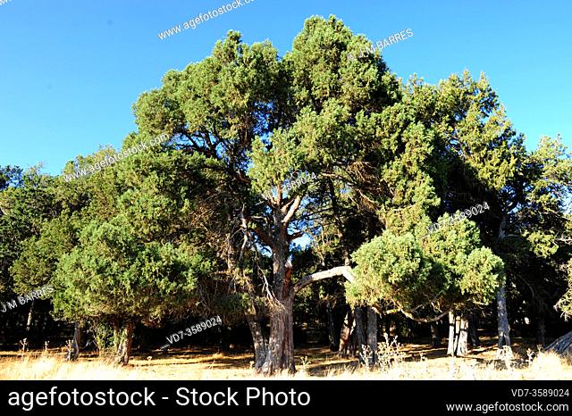 Sabinar de Calatañazor Natural Reserve. Sabina albar (Juniperus thurifera). Soria province, Castilla y Leon, Spain