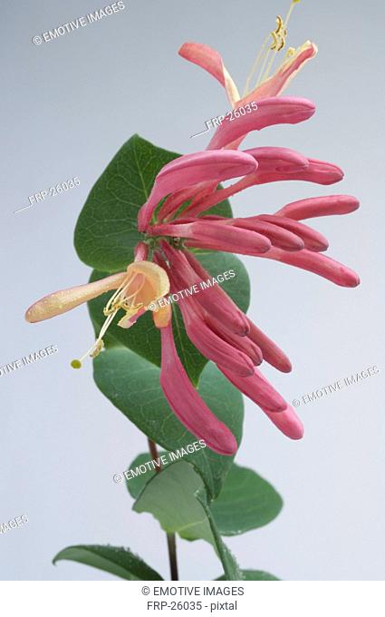 Bach flower remedy with No. 16 Lonicera Caprifolium