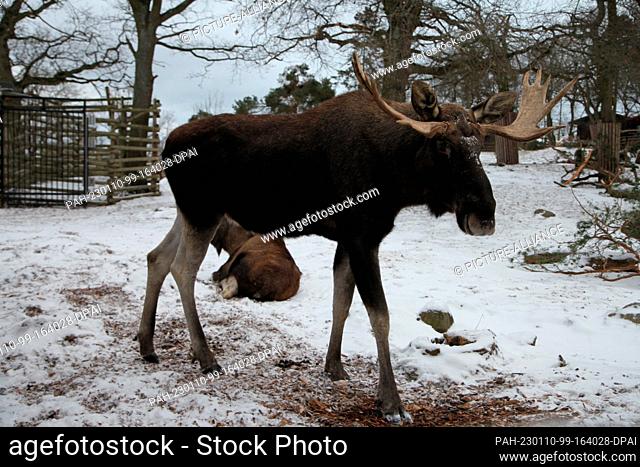 13 December 2022, Sweden, Stockholm: A bull moose named Zilke stands in the Skansen open-air museum in Stockholm. The climate crisis is not leaving the animals...