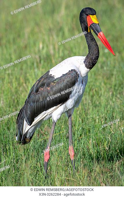Saddlebill, or saddle-billed stork (Ephippiorhynchus senegalensis) , Maasai Mara National Reserve, Kenya