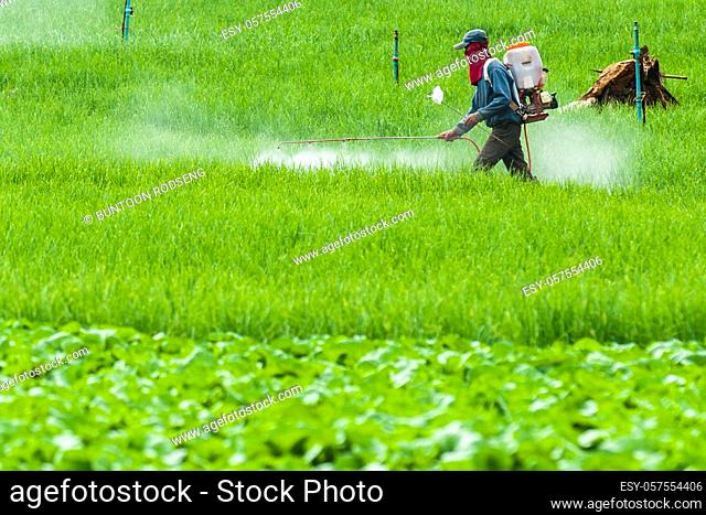 Farmer spraying pesticide on Terrace rice fields