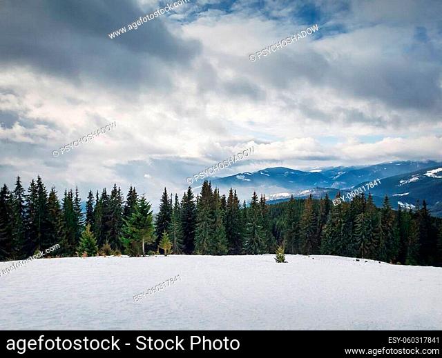 View from the top peak of the Bukovel ski resort, Ukrainian Carpathians. Beautiful winter panorama of snowy mountains ridge, and fir woods on the foregroud