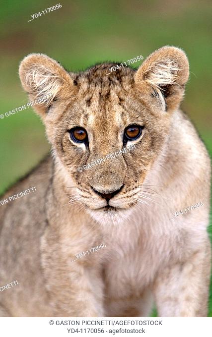 African Lion Panthera leo - Young, Kgalagadi Transfrontier Park, Kalahari desert, South Africa