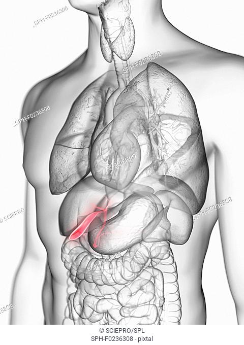 Illustration of a man's gallbladder