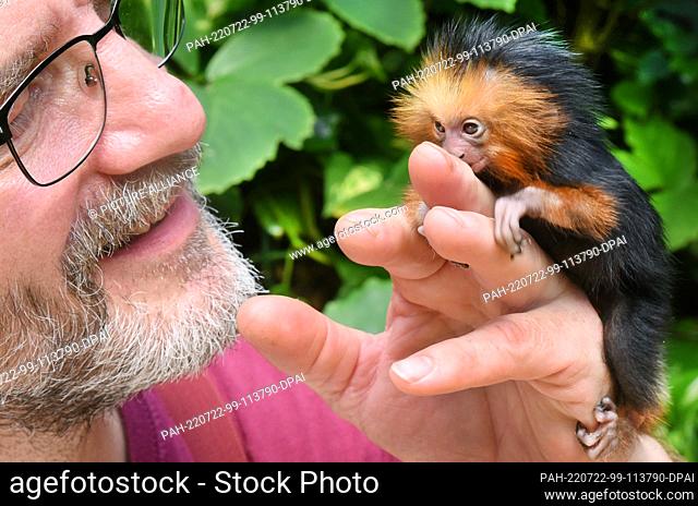 19 July 2022, Saxony-Anhalt, Wittenberg Lutherstadt: At Alaris Butterfly Park, three-week-old golden-headed lion monkey ""Irene"" curiously holds onto the...