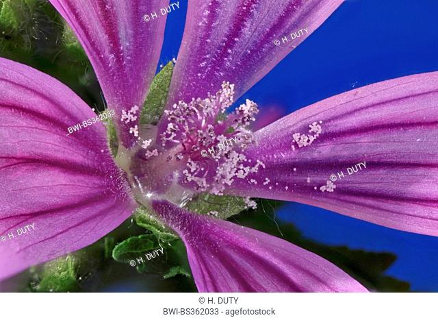 common mallow, blue mallow, high mallow, high cheeseweed (Malva sylvestris subsp. sylvestris), macro shot of a flower, Germany