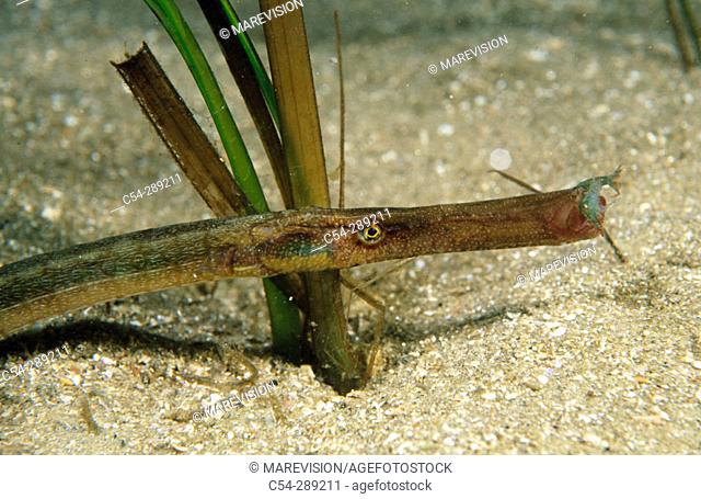 Pipefish (Syngnathus typhle) devouring shrimp