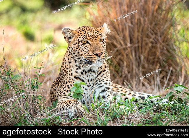A Leopard laying in the grass and starring in the Kruger National Park, South Africa