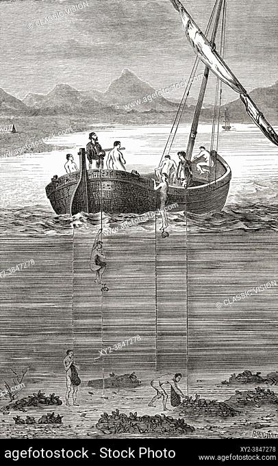 Pearl oyster fishing on the island of Ceylon, 19th century. Freediving, the men, usually naked, carried a heavy skandalopetra