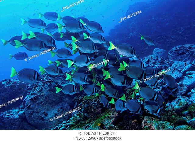 School of Razor Surgeonfish Prionurus laticlavius above rocky reef, Malpelo Island, Columbia, Pacific Ocean, underwater shot