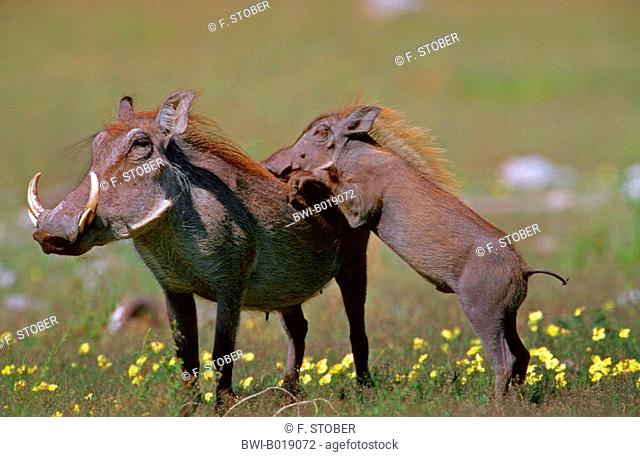 Cape warthog, Somali warthog, desert warthog (Phacochoerus aethiopicus), mother with piglet, Namibia, Etosha National Park