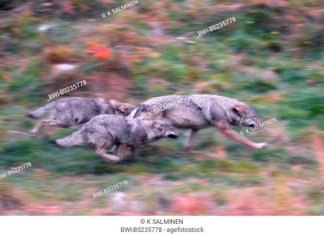 European gray wolf Canis lupus lupus, running family, Finland, Lapland