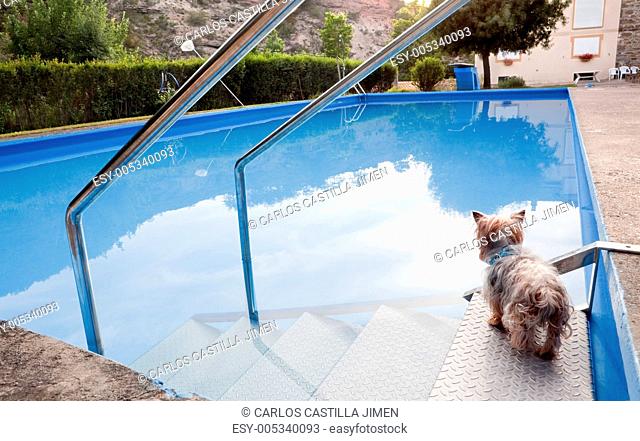 Dog and pool