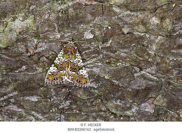 Owlet moth (Hadena caesia), on bark, Germany