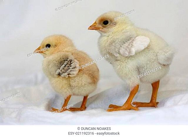 Baby Chickens