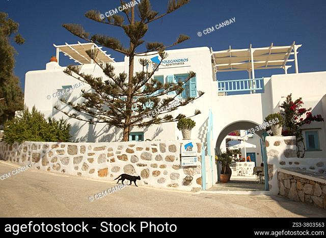 Cat in front of the whitewashed houses used as hotels at the old town Hora-Chora, Folegandros Island, Cyclades Islands, Greek Islands, Greece, Europe