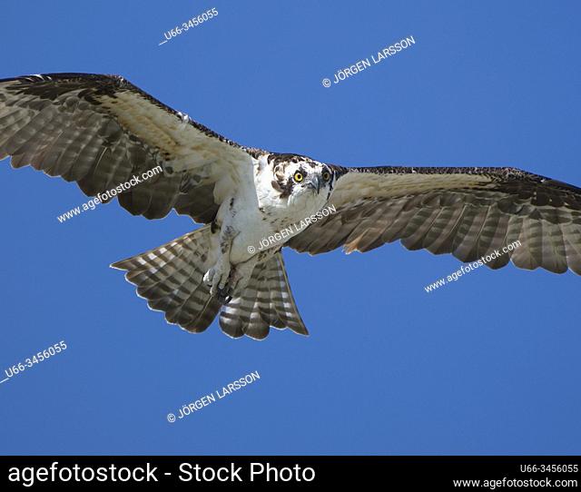 Osprey, Sanibel, Florida, USA