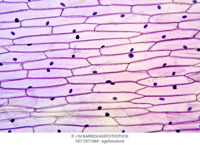 Onion epidermis (Allium cepa) showing cells and nucleus. Optical microscope X100