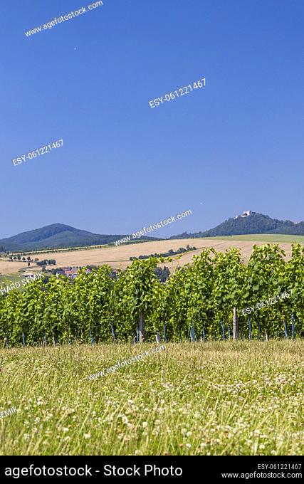 Landscape with vineyards and Buchlov castle, Slovacko, Southern Moravia, Czech Republic