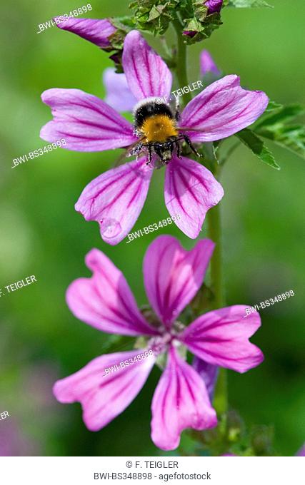 common mallow, blue mallow, high mallow, high cheeseweed (Malva sylvestris), flower with bumble bee, Germany