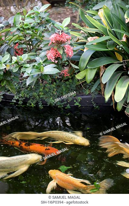 New York City, Bronx Zoo, Koi Fish Pond