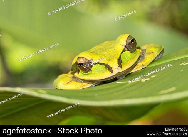 New Granada Cross-banded Tree Frog, Smilisca phaeota, Tropical Rainforest, Corcovado National Park, Osa Conservation Area, Osa Peninsula, Costa Rica
