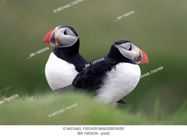 Two puffins (Fratercula arctica), Papey island, Iceland, Europe
