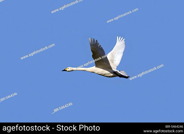 Tundra swan (Cygnus bewickii) (Cygnus columbianus), tundra swan in flight against blue sky