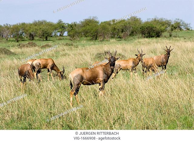 Topi, Damaliscus lunatus, Masai Mara NATIONAL RESERVE, KENYA, Africa - MASAI MARA NATIONAL RESERVE, KENYA, 24/09/2008
