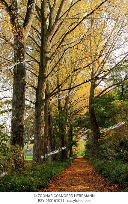 Allee im Herbst, Tree-lined road