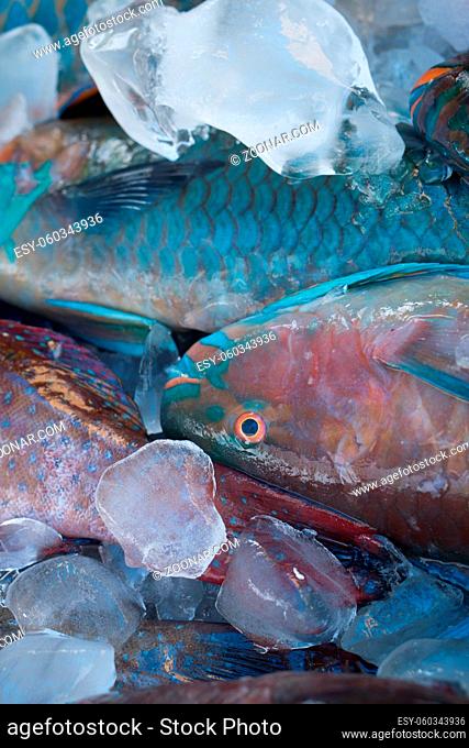 Closeup of turquoise parrot fish preserved on ice at fishmarket