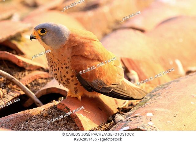 Cernícalo Primilla macho 'Falco naumanni' en una colonia en Extremadura