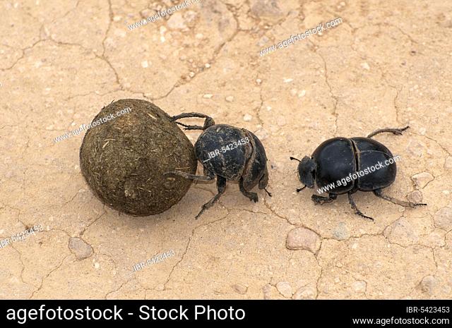 Dung beetle, Addo Elephant National Park, Eastern Cape, South Africa, pill borer, dung beetle, exemptible, Africa