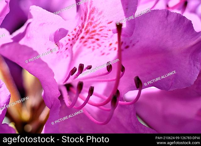 24 May 2021, Lower Saxony, Brunswick: Stamens with anthers and pistils protrude from a rhododendron flower (Ericaceae). Photo: Stefan Jaitner/dpa