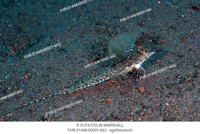 Long-tail Dragonet Calliurichthys neptunius adult, resting on sand, Seraya Beach Resort, Bali, Lesser Sunda Islands, Indonesia