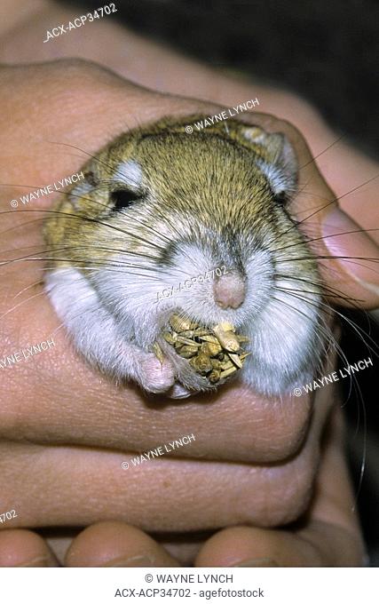 Biologist holding an adult Ord's kangaroo rat Dipodomys ordii in which seeds have been massaged to the opening of the animal's cheek pouch, southeastern Alberta