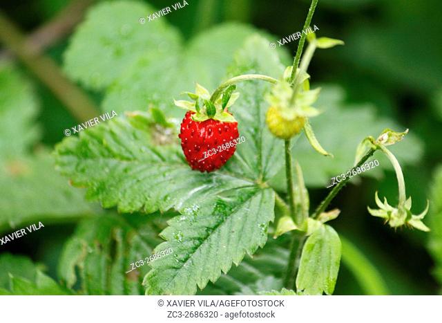 Wild red strawberry, Nature, Chartreuse, Isere, Auvergne Rhone Alpes, France, Europe