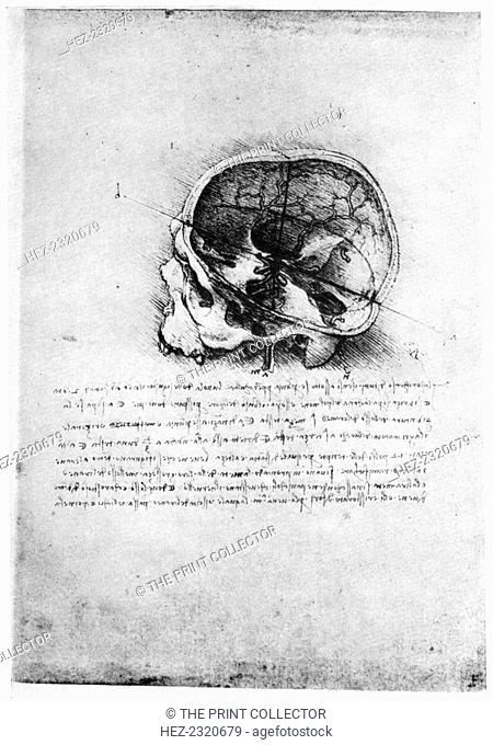 Study of a human skull, late 15th or early 16th century (1954). Found in the collection of the Royal Library, Windsor Castle, Windsor, 19058r