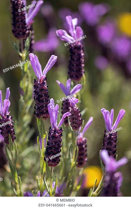 View of the beautiful french Lavender flowers (Lavandula pedunculata)