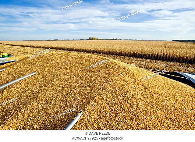 feed/grain corn in the back of a farm truck during the harvest near Niverville, Manitoba, Canada