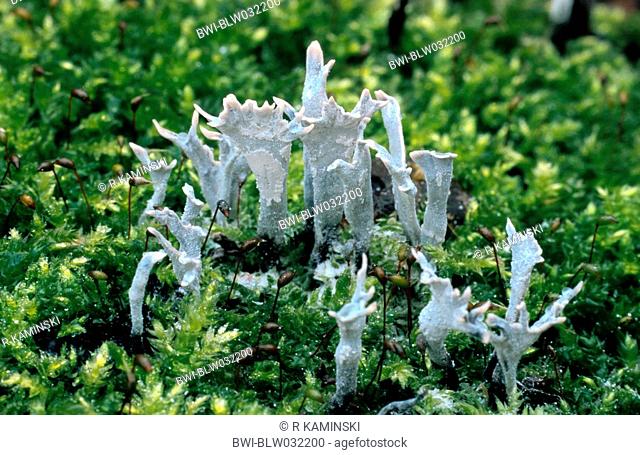 lichen Parmelia physodes, Germany, Brandenburg