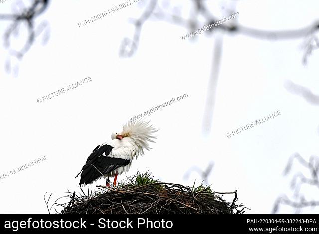 04 March 2022, Brandenburg, Linum: The first stork has arrived on its nest in the stork village Linum since March 1, which is unusually early