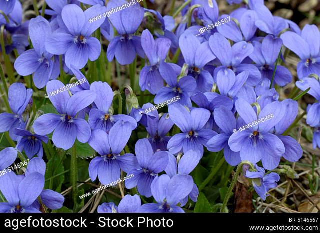 Rivins violet, Grove violet (Viola riviniana)