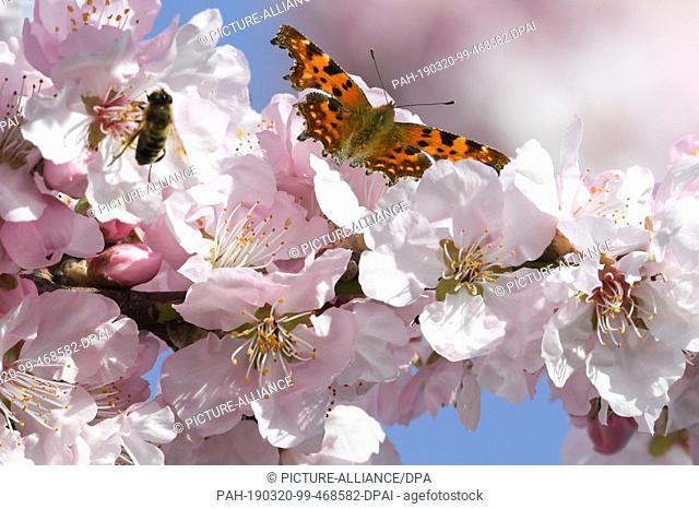 20 March 2019, Hessen, Bensheim: A C butterfly has settled next to a honey bee on the branch of a flowering almond tree. Photo: Arne Dedert/dpa