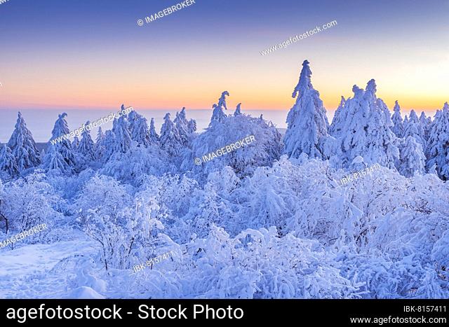 Snow Covered Conifers Trees at Dawn. Winter, Grosser Feldberg, Frankfurt, Taunus, Hesse, Germany, Europe