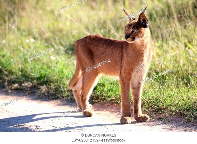 African Lynx or Caracal